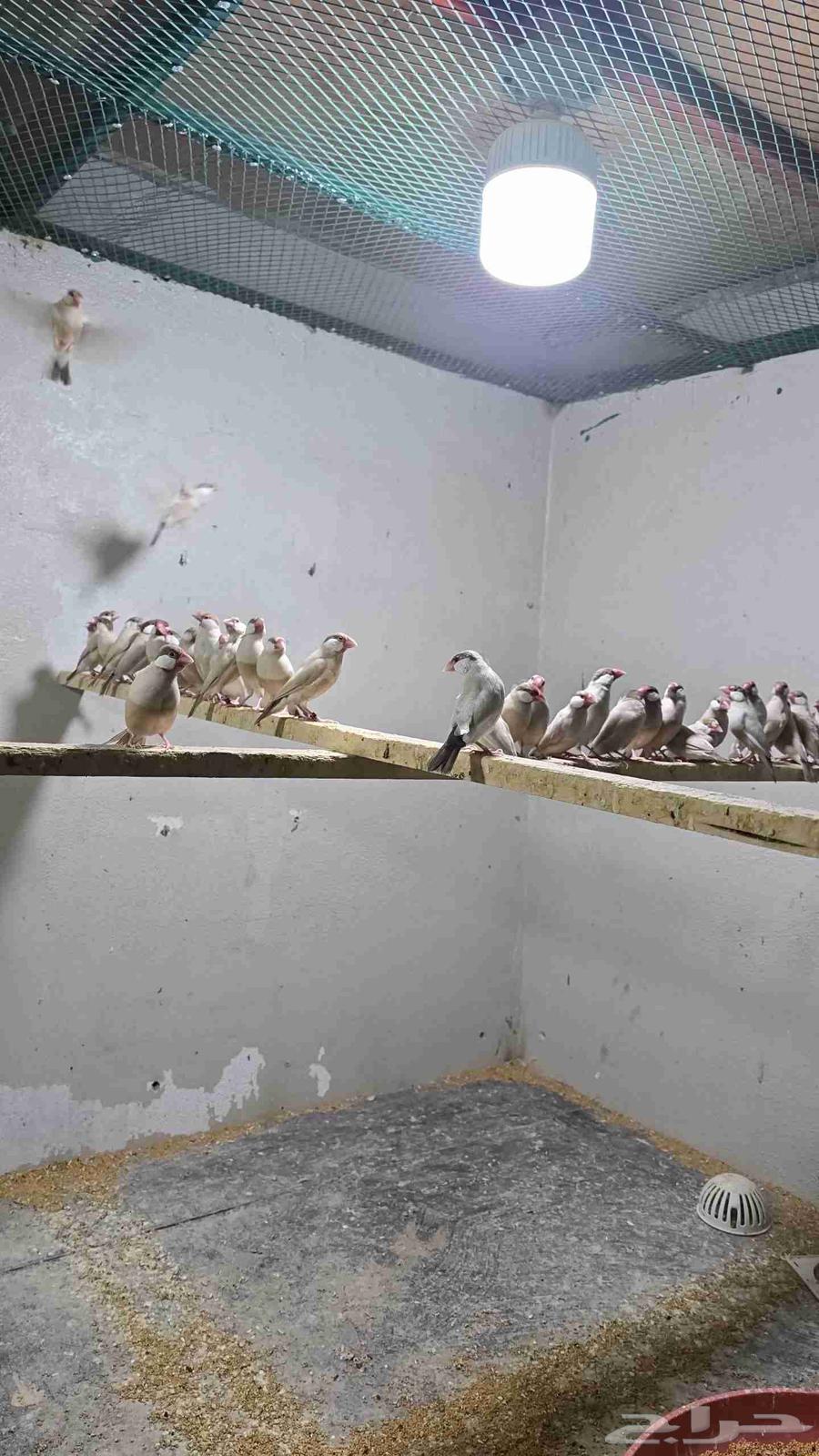 للبيع جاوا كريمي64616566678531113