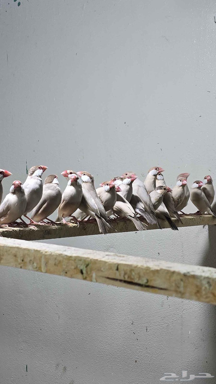 للبيع جاوا كريمي64616566678531112