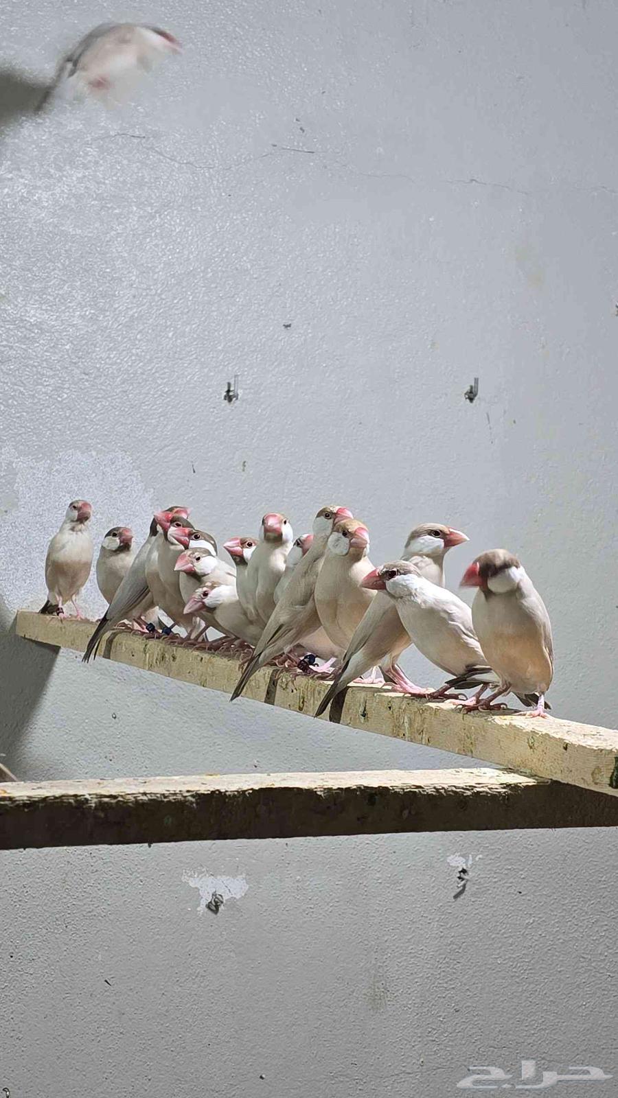 للبيع جاوا كريمي64616566678531114