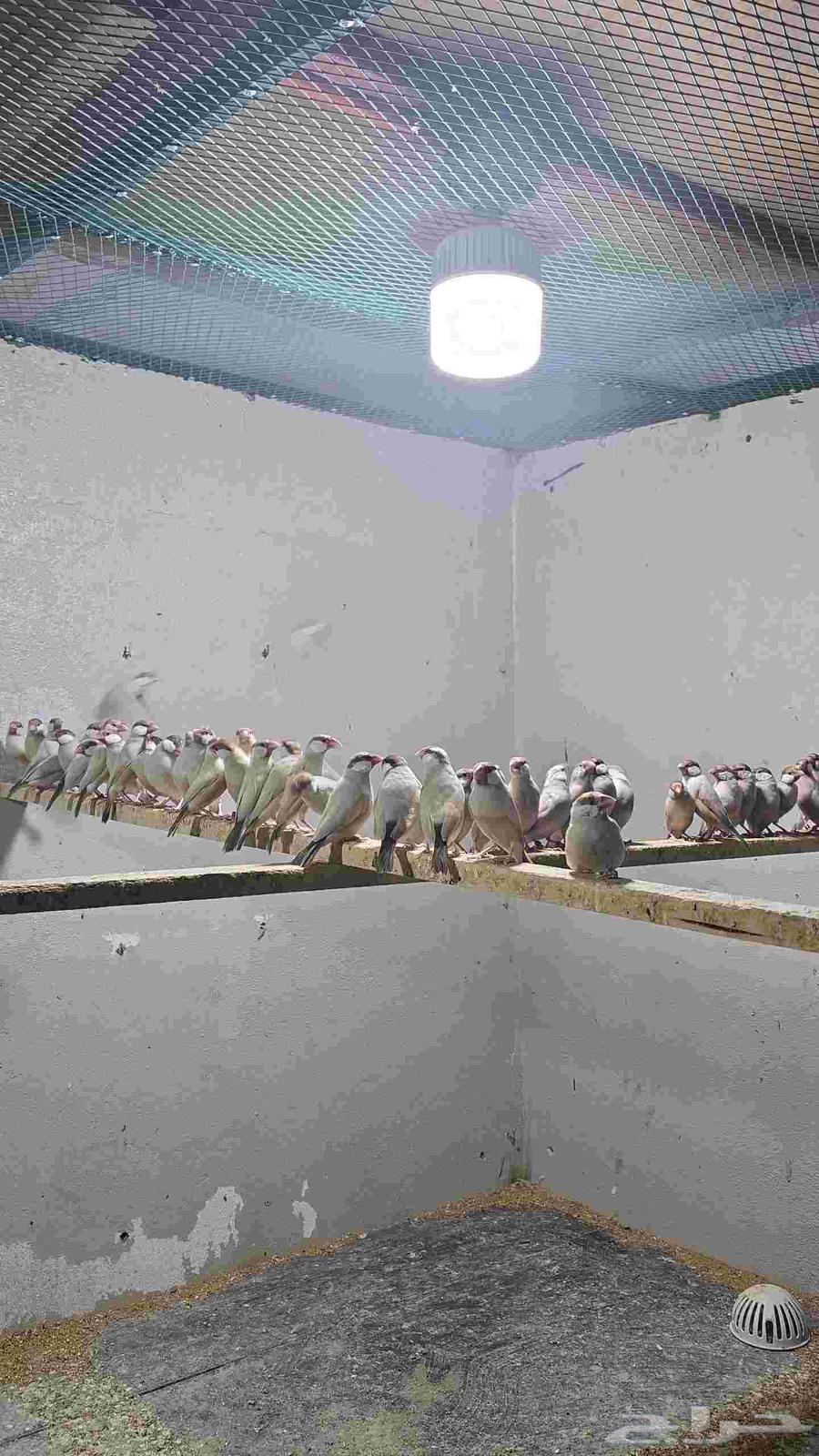 للبيع جاوا كريمي64616566678531111