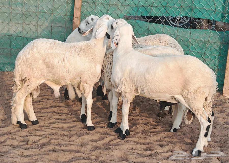 طليان سواكني تربية 4 أشهر تم الببع64615880654210113