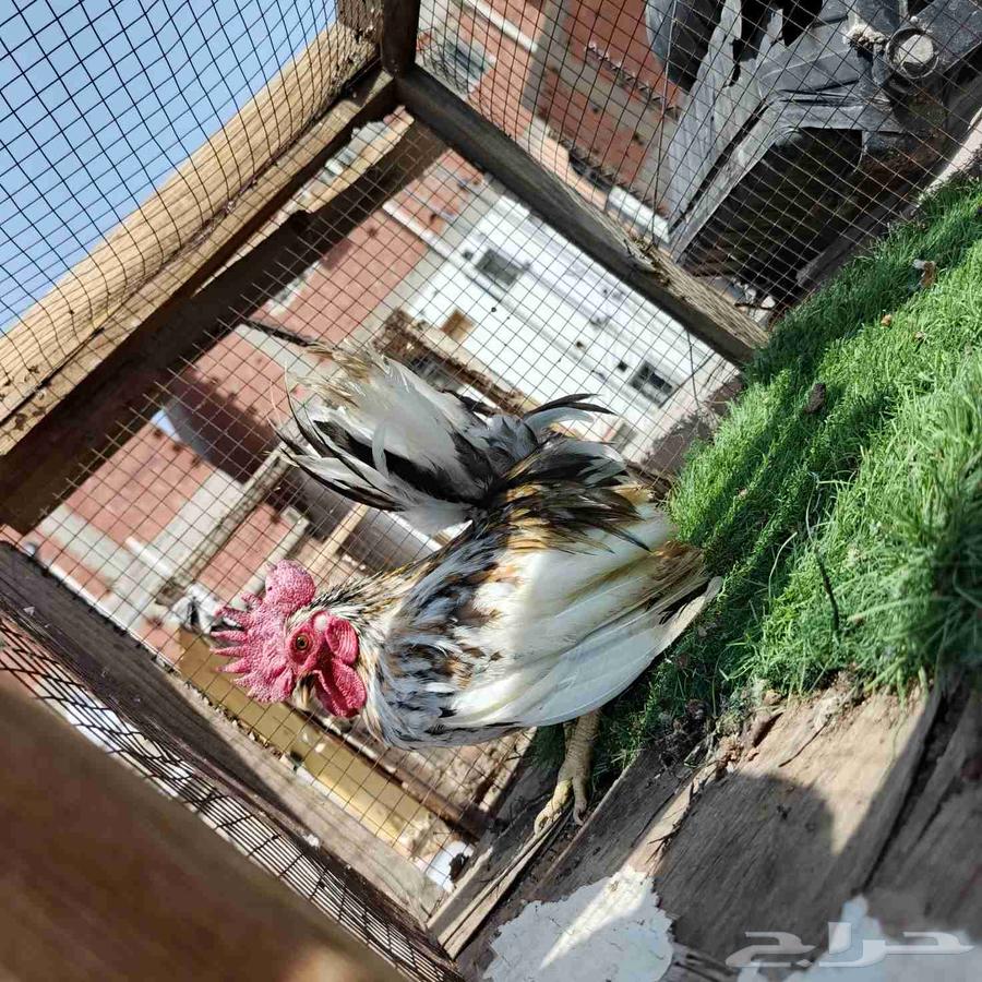 ديك جبنيز مستوى تب64620354818947113