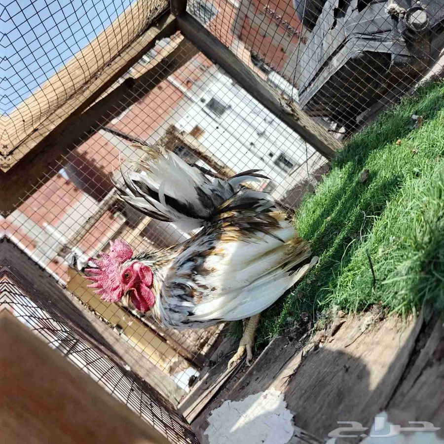 ديك جبنيز مستوى تب64620354818947110