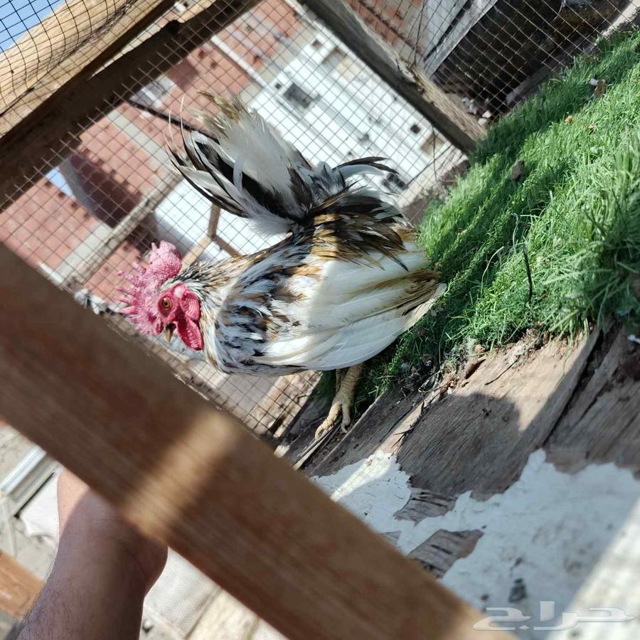 ديك جبنيز مستوى تب64620354818947111