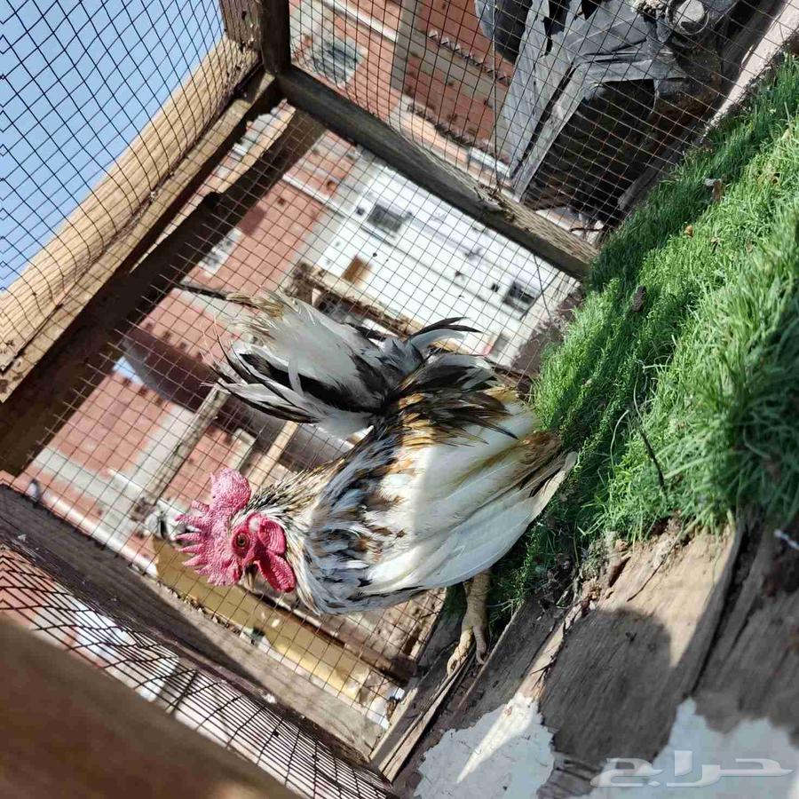 ديك جبنيز مستوى تب64620354818947112