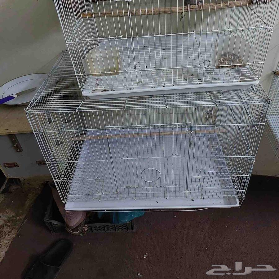 3 اقفاص مع طير64617937905026111