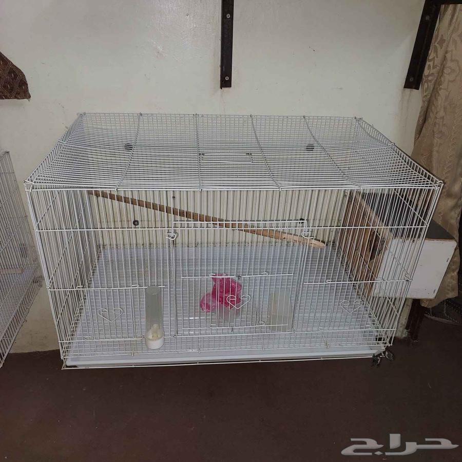 3 اقفاص مع طير64617937905026110