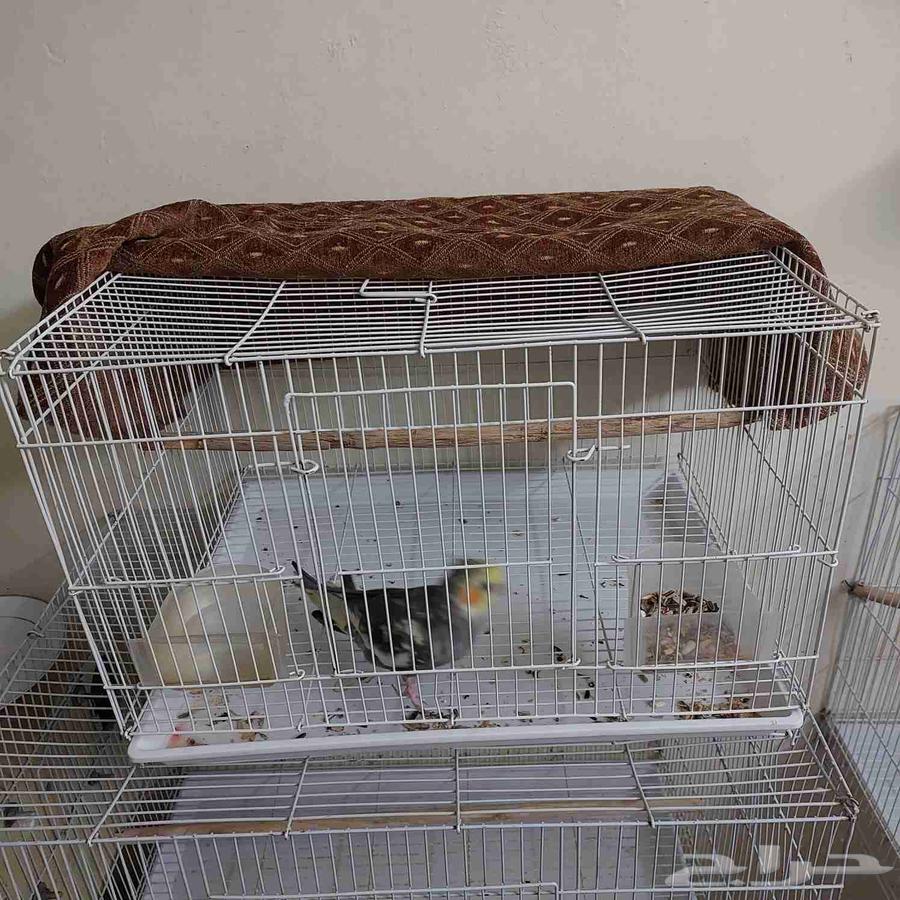 3 اقفاص مع طير64617937905026114