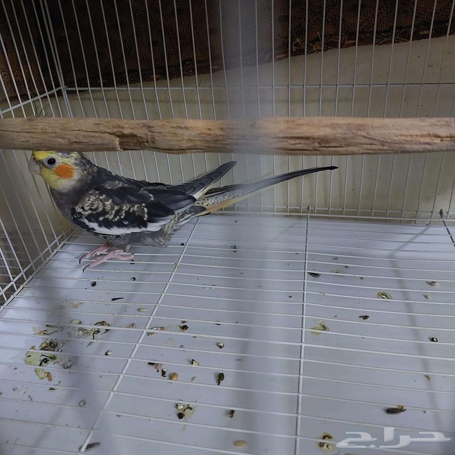 3 اقفاص مع طير64617937905026112