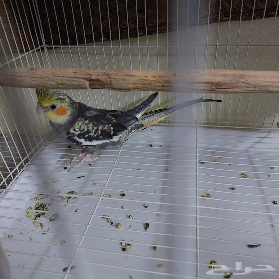 3 اقفاص مع طير64617937905026113