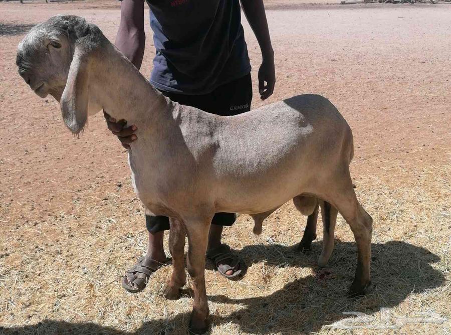 سواكني درماني صنف (تم البيع تم البيع )64619617633154111