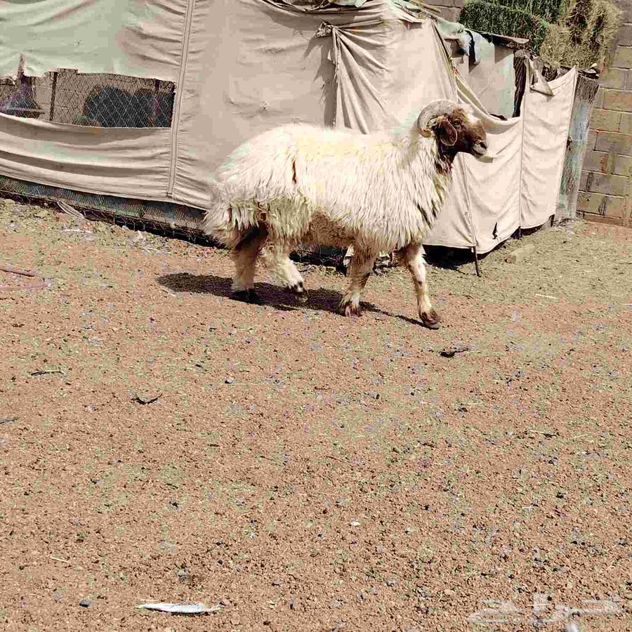 خروف نعيمي سنه سدس منتج على شرط سليم من جميع العذاريب64619355262467110