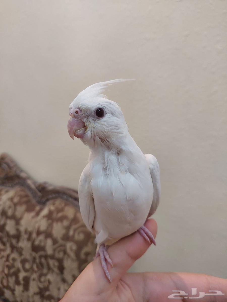 كروان البينو عيون حمر اليف وهدد نشبه64624646458626110