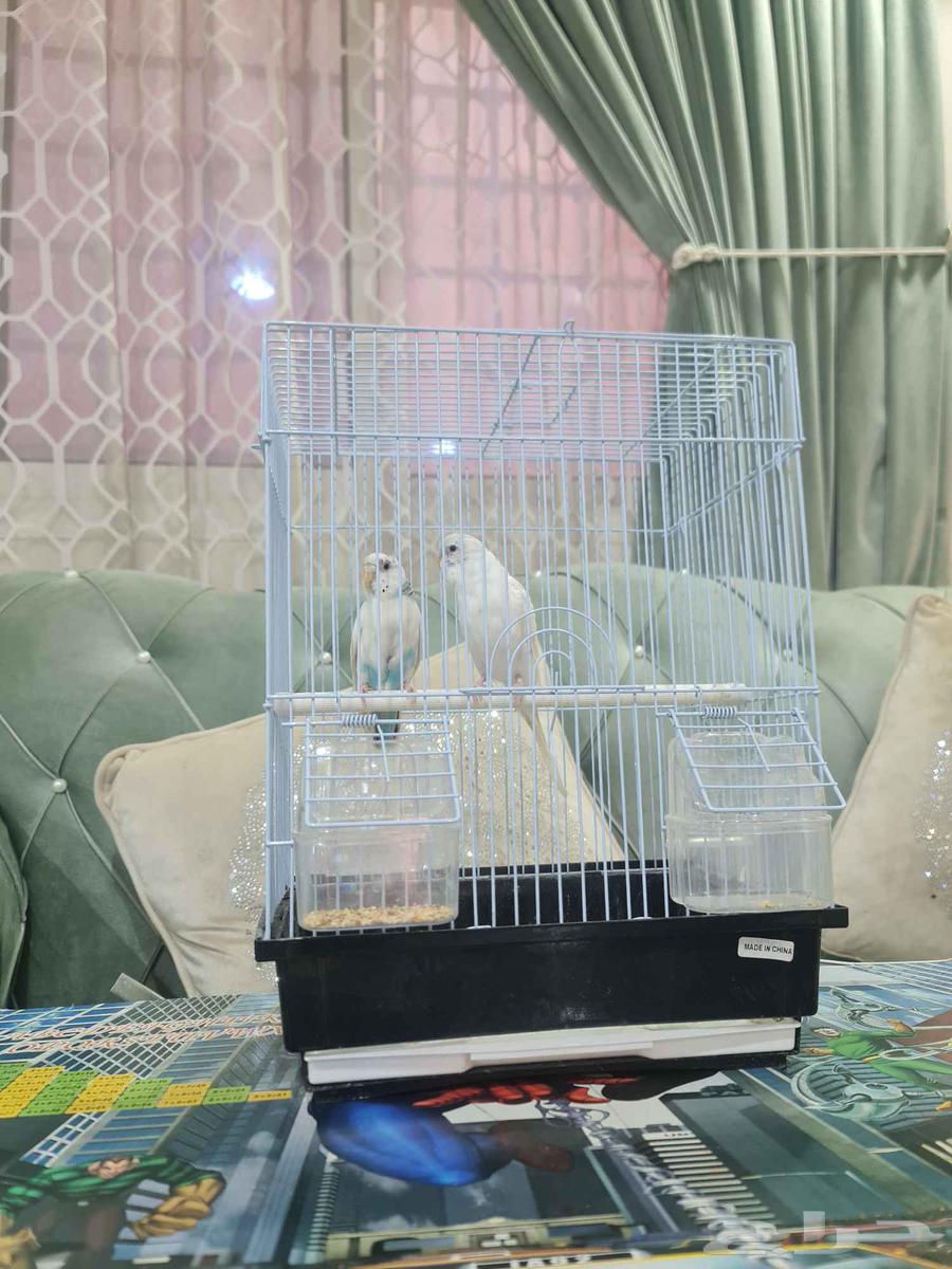 جوز طيور حب بادجي64510422887299112