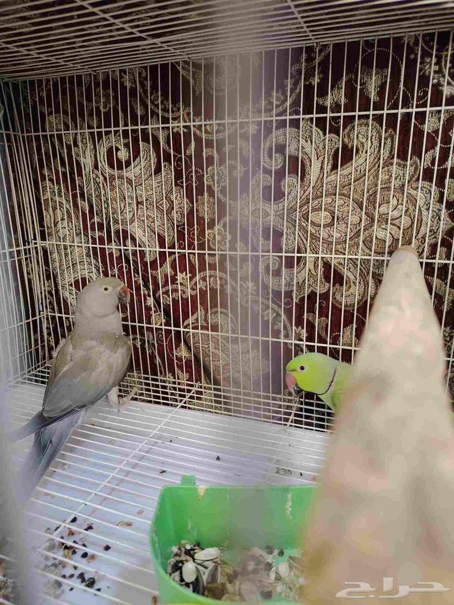 جوز دره منتج64446430437634114