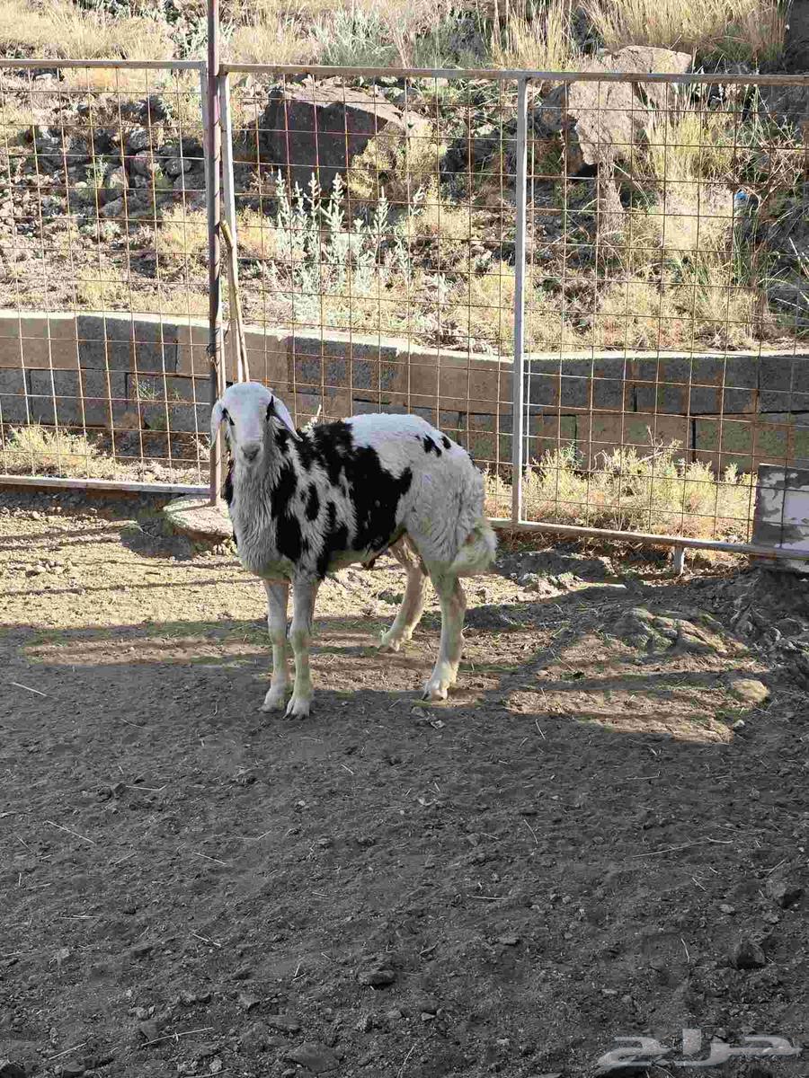 طلي مهجن مع التوصيل64619367776387113