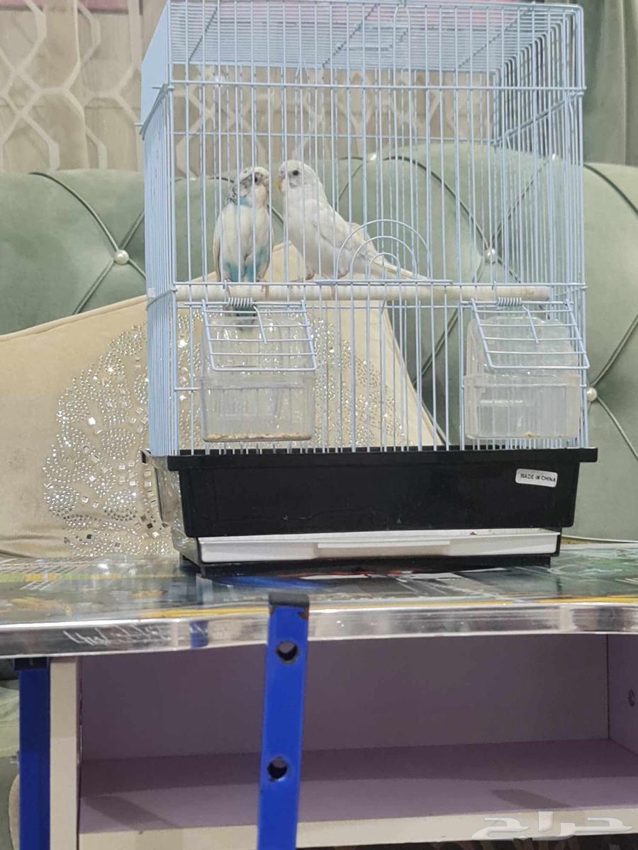 جوز طيور حب بادجي64510422887299111