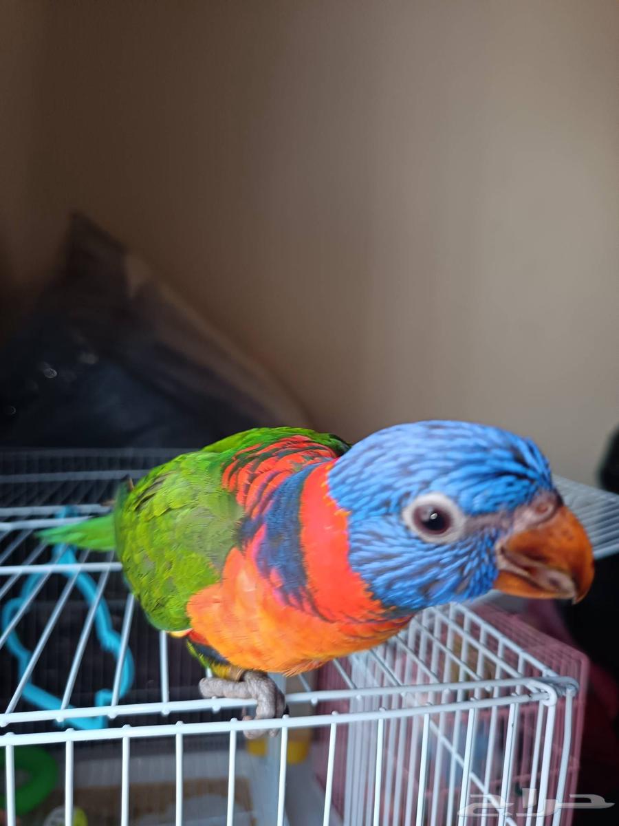 Lori, playful and gender-unknown, 4 months old, for sale, price 1300 SAR64612375788802112