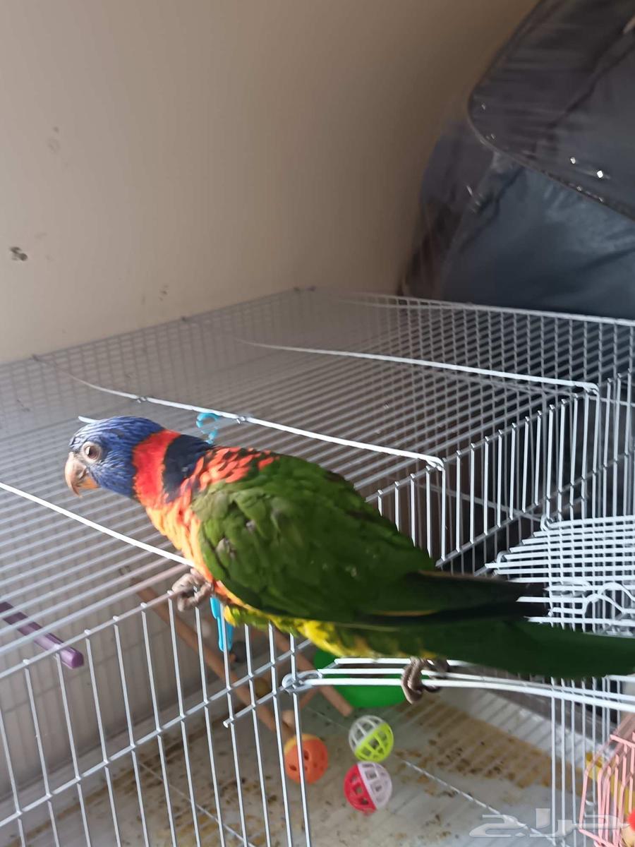 Lori, playful and gender-unknown, 4 months old, for sale, price 1300 SAR64612375788802111