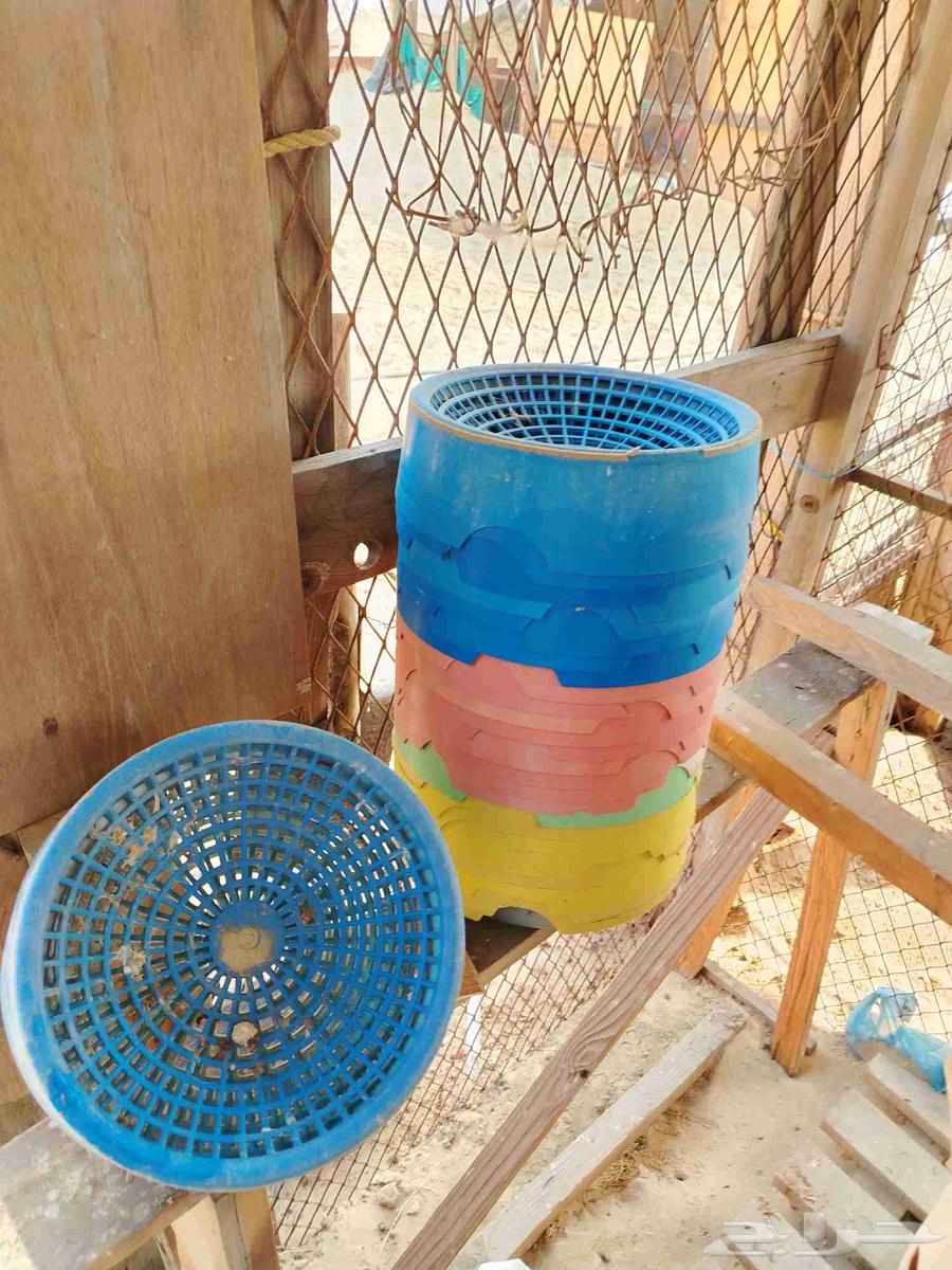 For Pigeons and Chickens64618463836801110