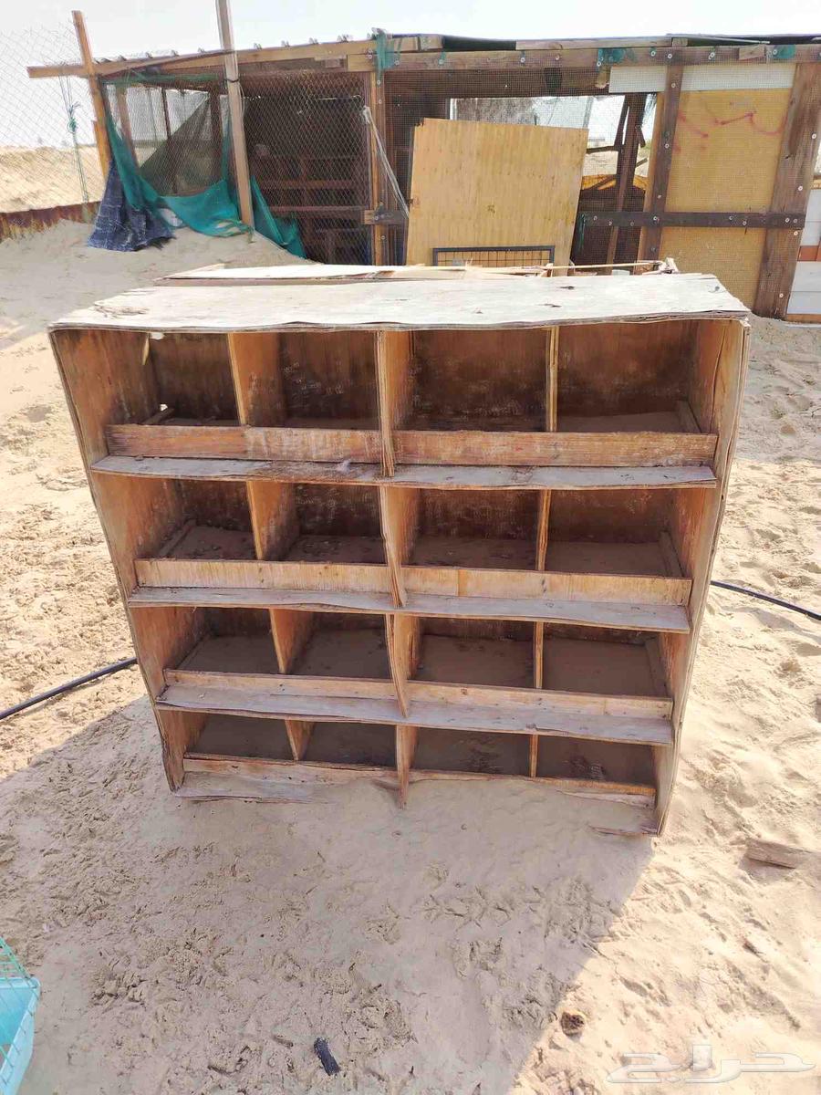 For Pigeons and Chickens64618463836801113