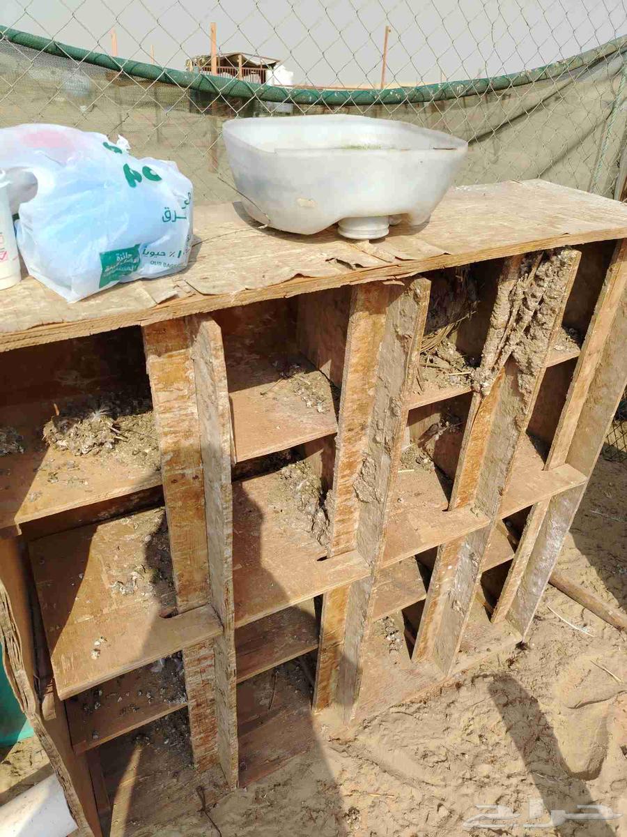 For Pigeons and Chickens64618463836801111