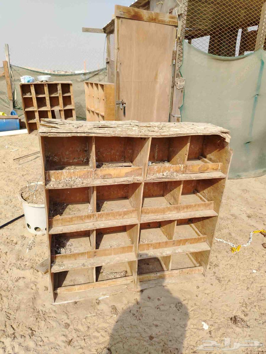 For Pigeons and Chickens64618463836801112