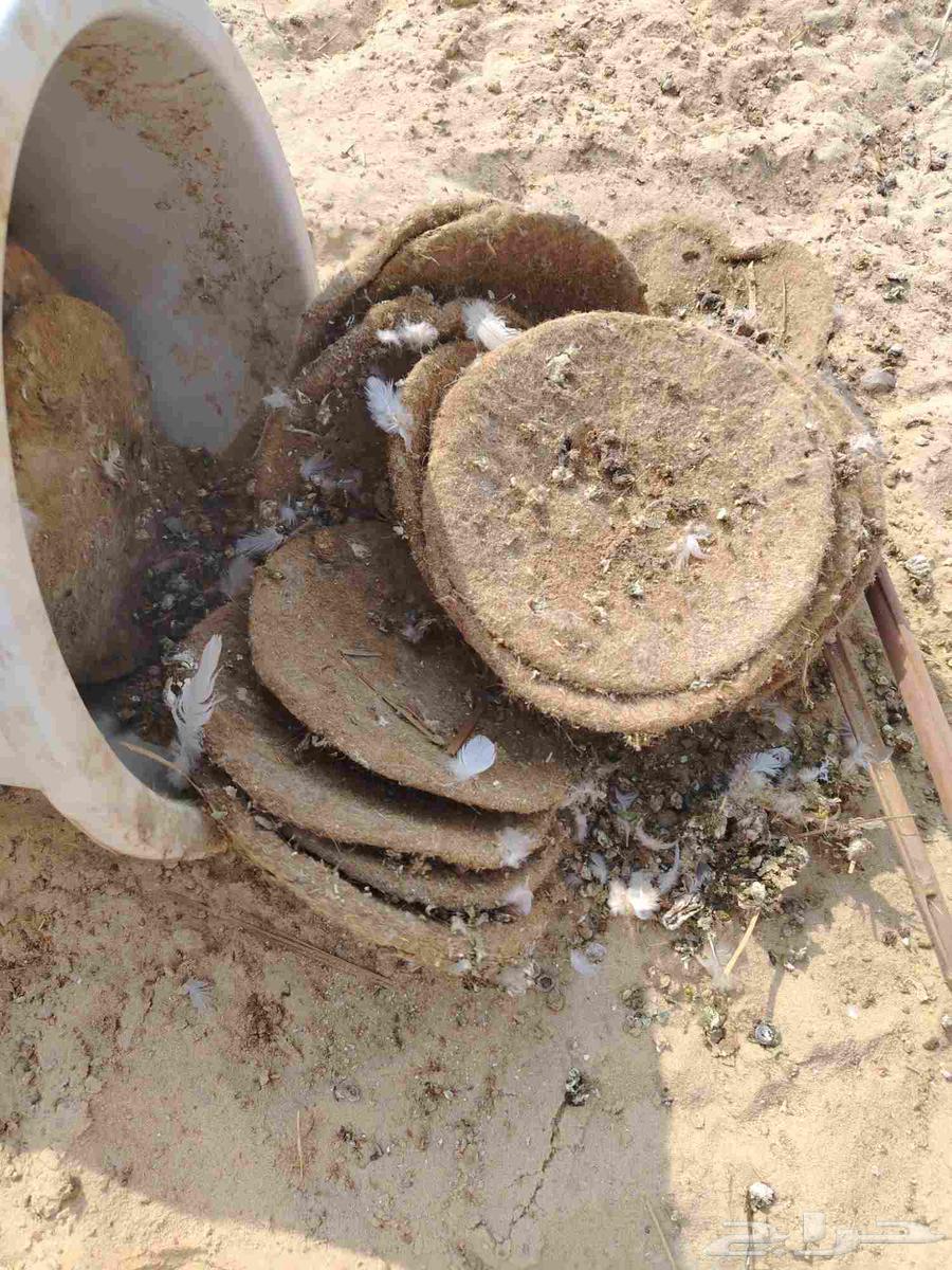 For Pigeons and Chickens64618463836801114