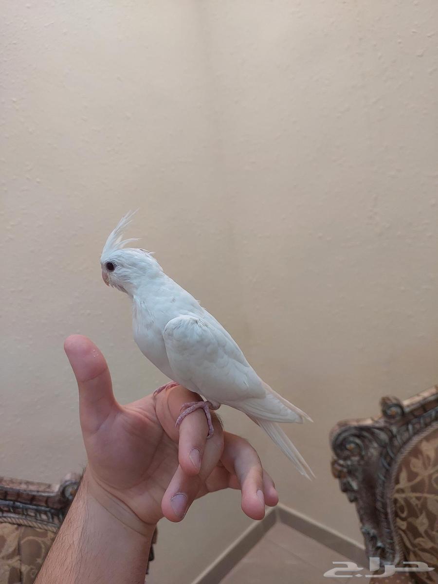 كروان البينو عيون حمر اليف وهدد نشبه64624646458626112