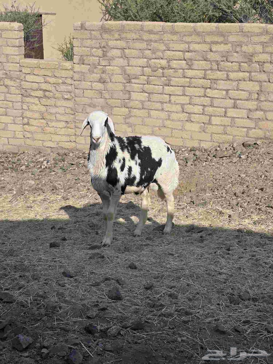 طلي مهجن مع التوصيل64619367776387111