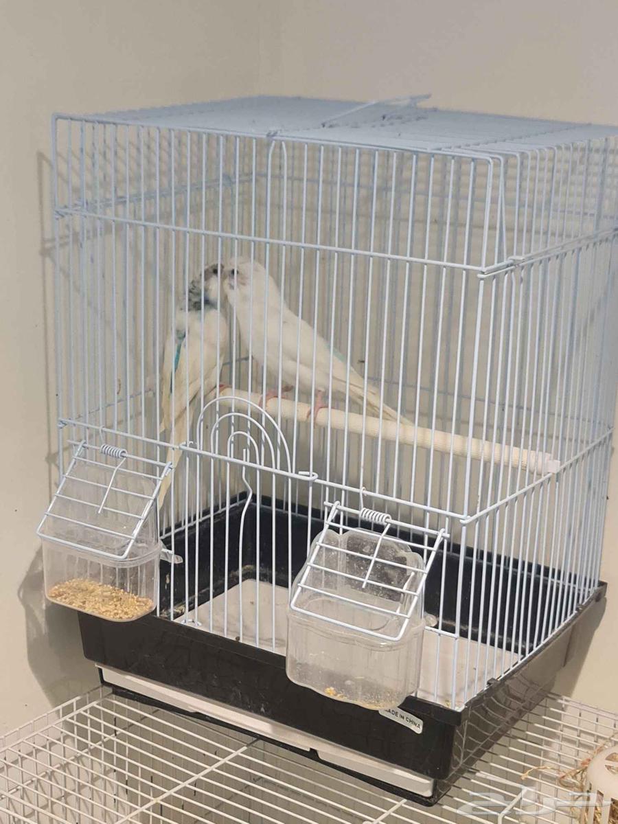 جوز طيور حب بادجي64510422887299114