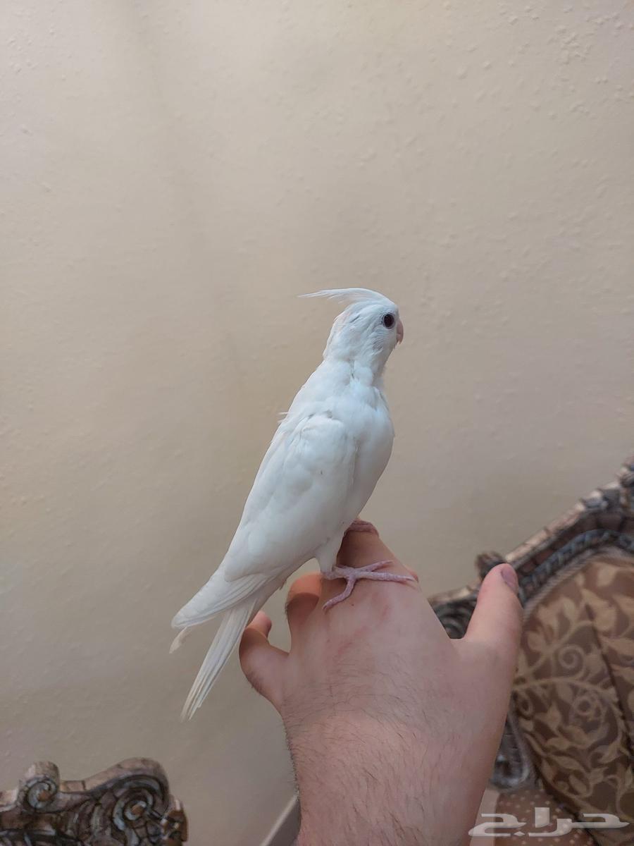 كروان البينو عيون حمر اليف وهدد نشبه64624646458626111