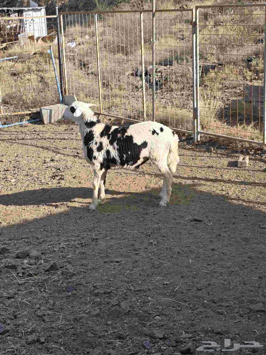 طلي مهجن مع التوصيل64619367776387110