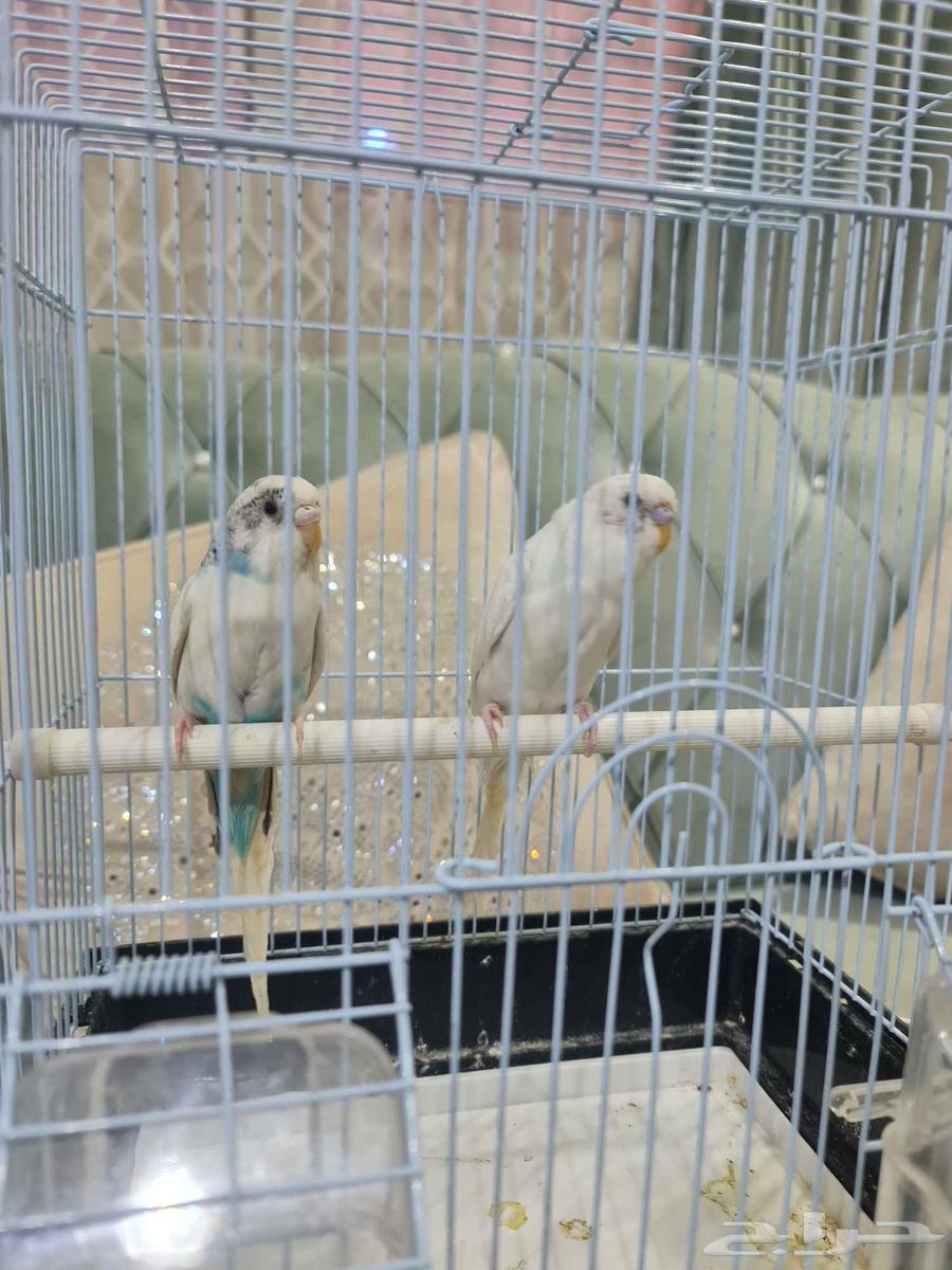 جوز طيور حب بادجي64510422887299113