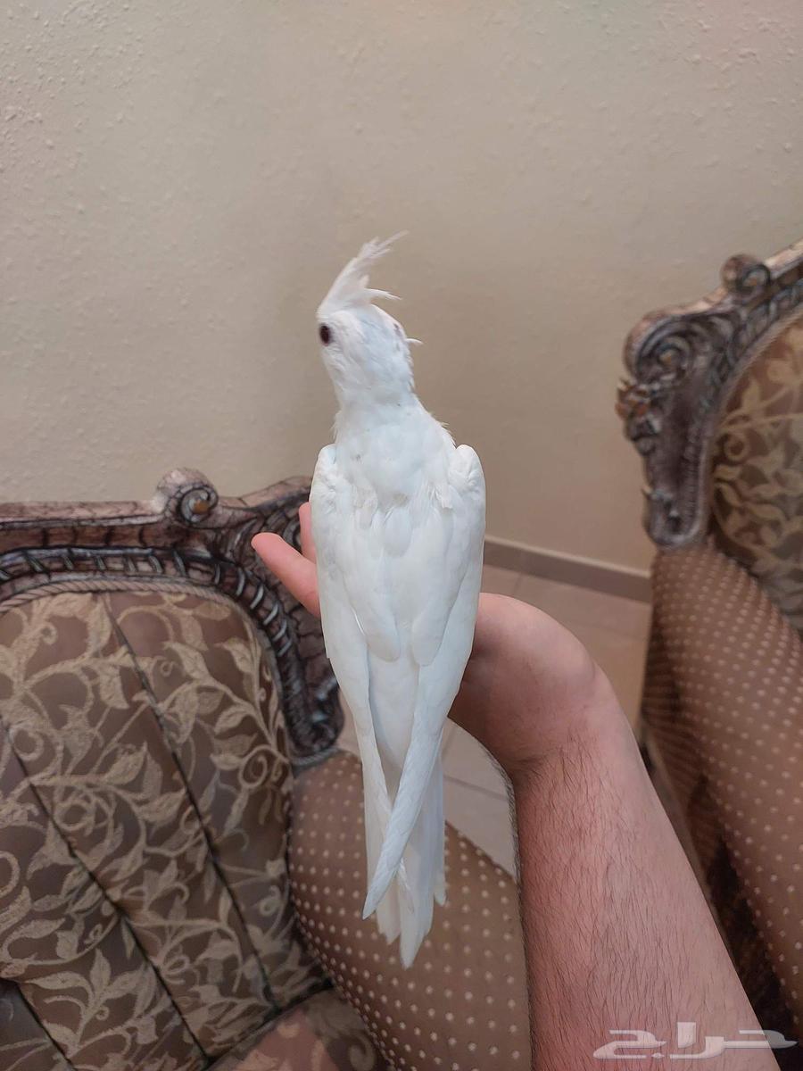 كروان البينو عيون حمر اليف وهدد نشبه64624646458626113