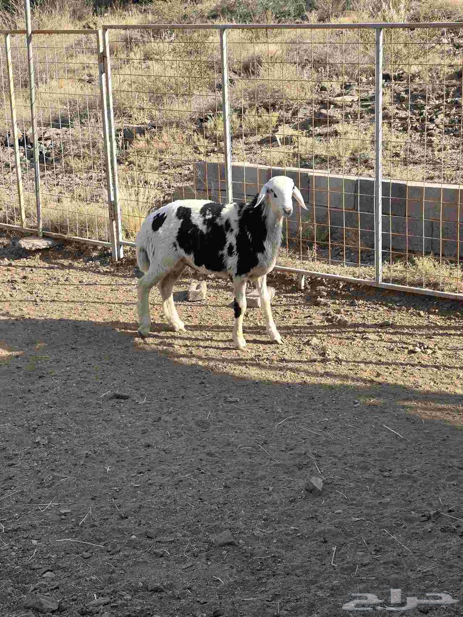 طلي مهجن مع التوصيل64619367776387112