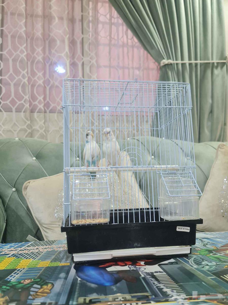 جوز طيور حب بادجي64510422887299110