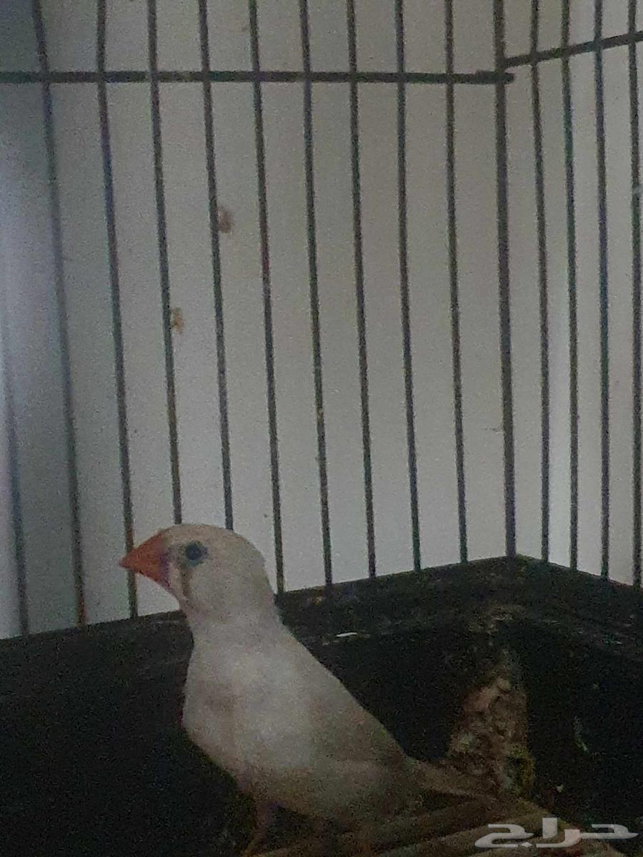 طيور الزيبرا64619592595331111