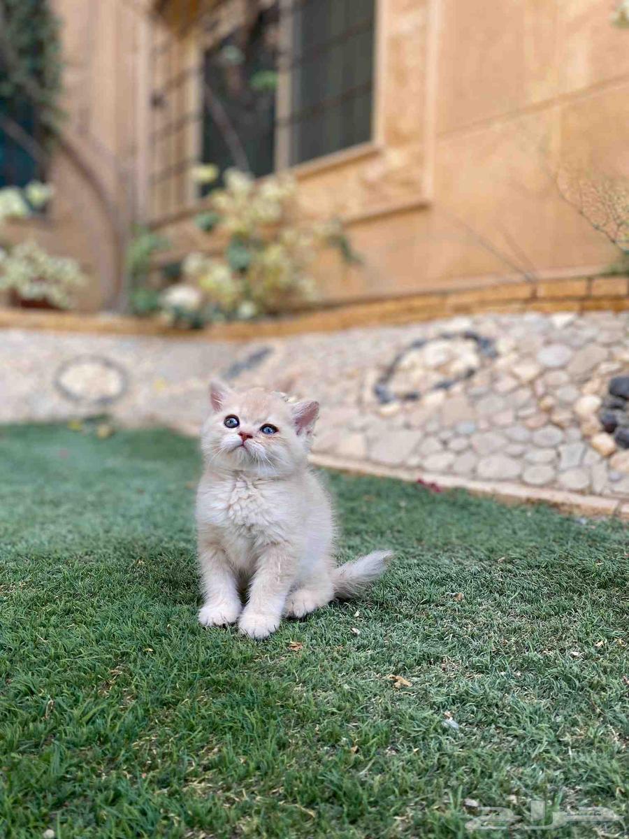 سكوتش مطعمين عروض اليوم الوطني للبيع ولايوجد تبني64617138044163113