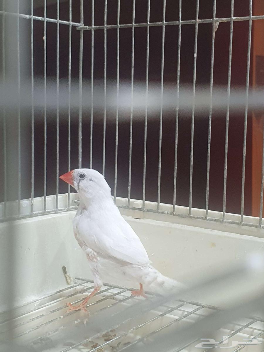 طيور الزيبرا64619592595331113