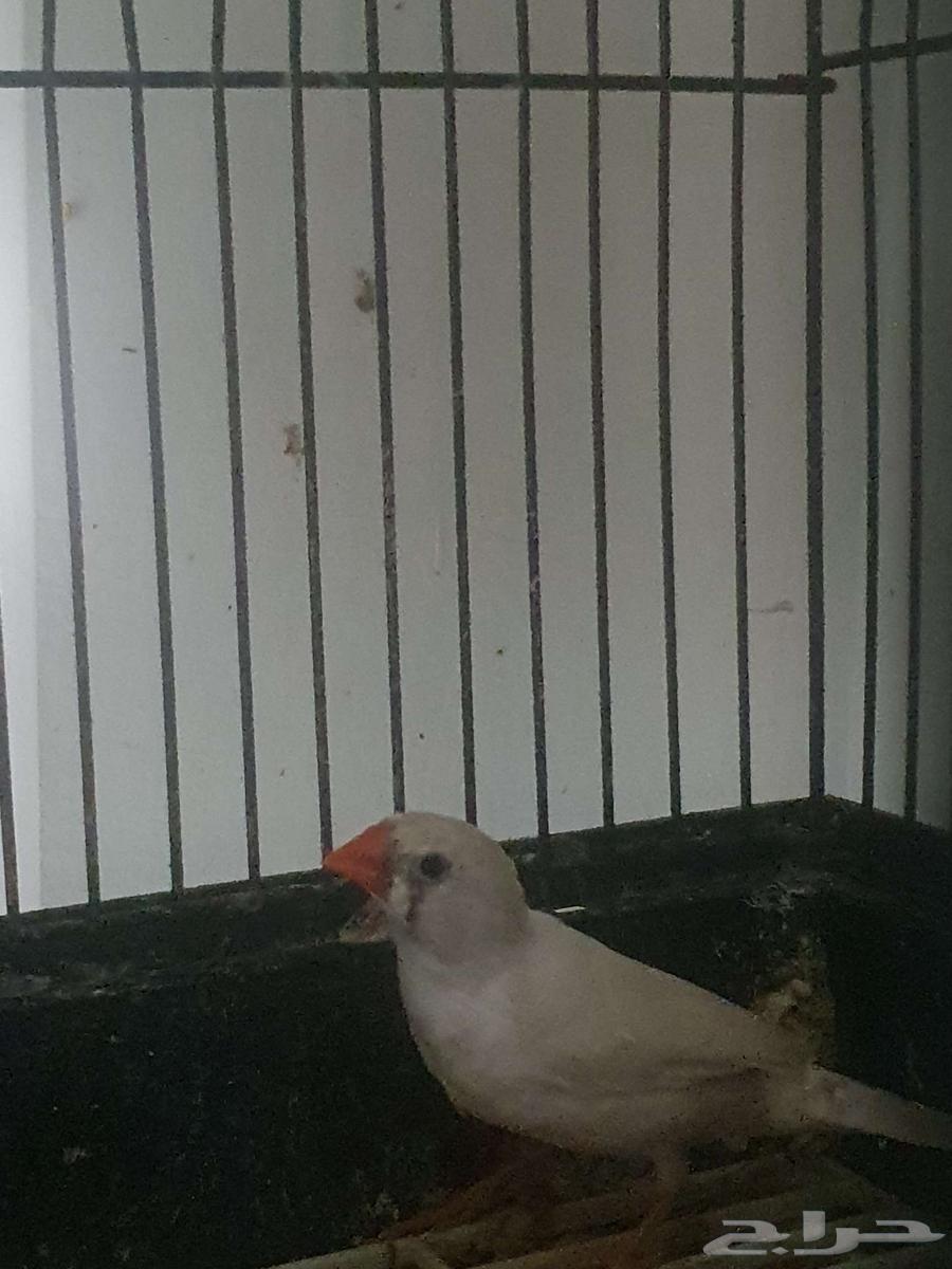 طيور الزيبرا64619592595331110