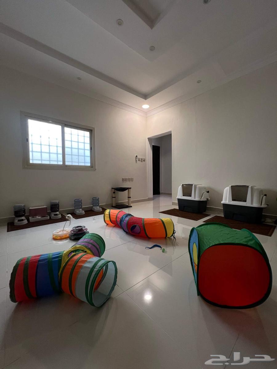 فندقة قطط الظهران الدمام الخبر64625343995393113