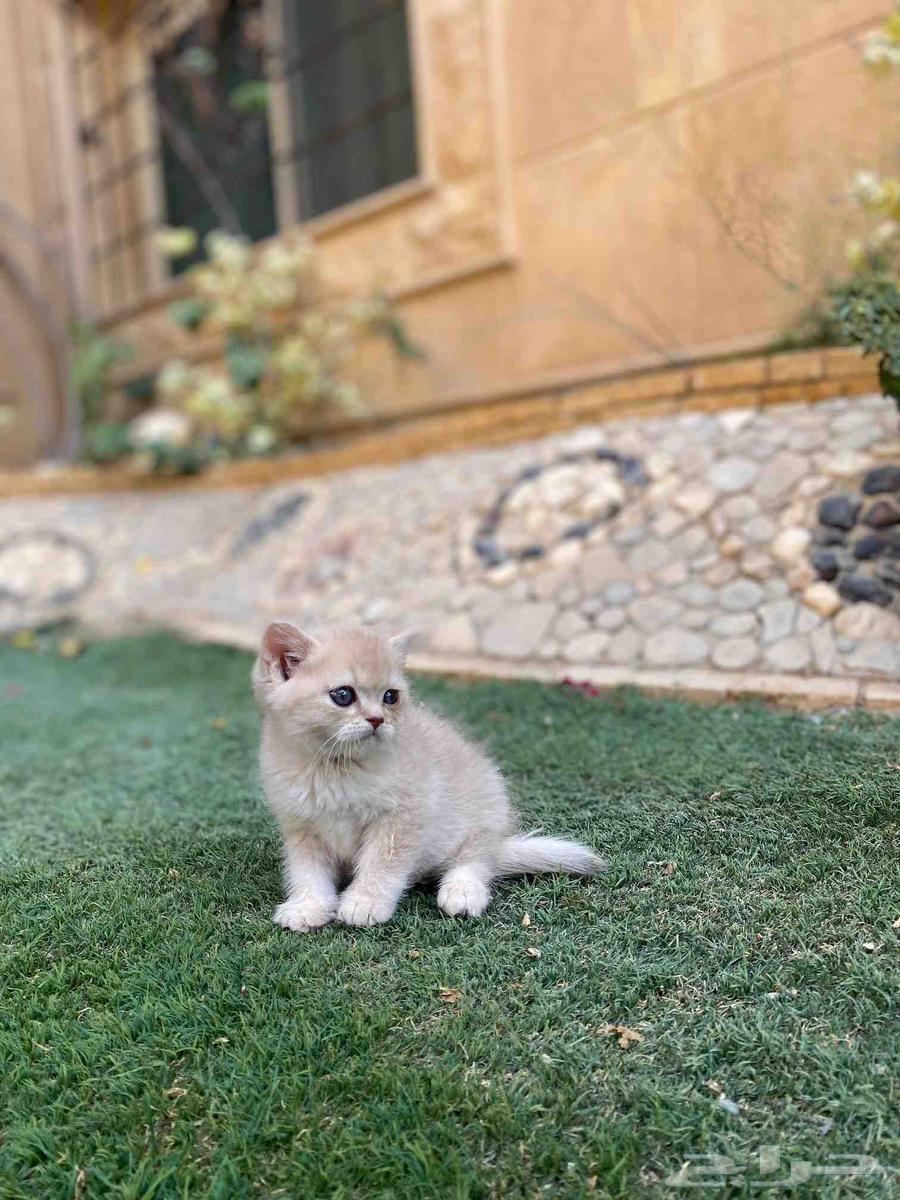 سكوتش مطعمين عروض اليوم الوطني للبيع ولايوجد تبني64617138044163111