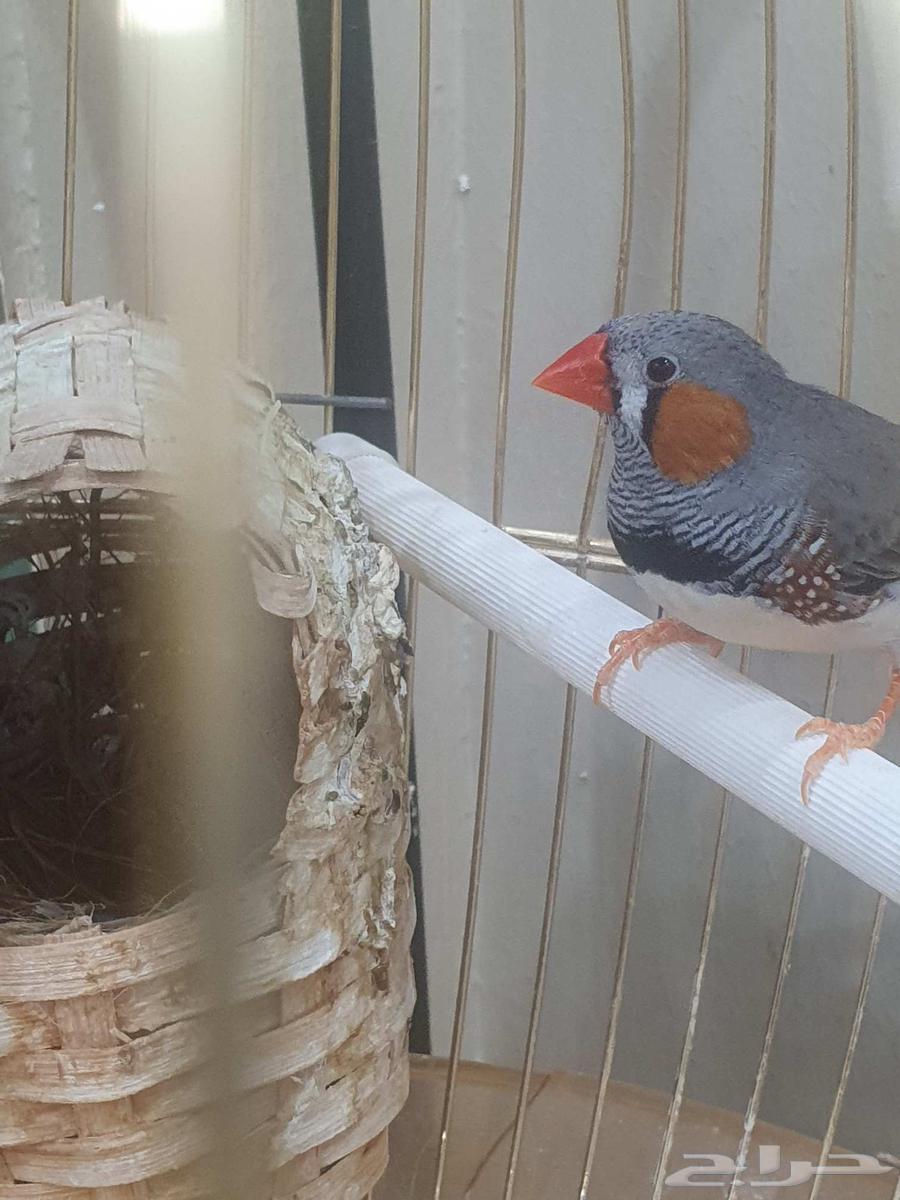 طيور الزيبرا64619592595331114