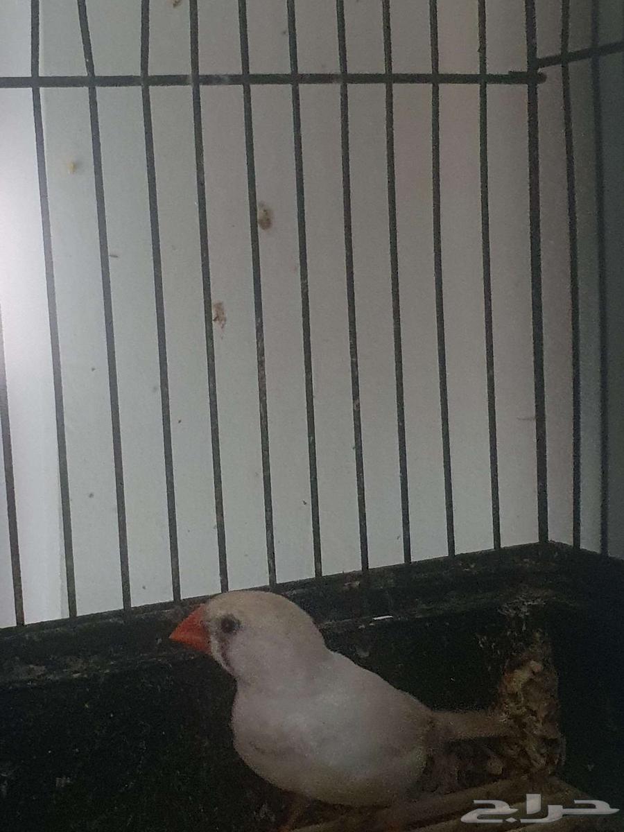 طيور الزيبرا64619592595331112