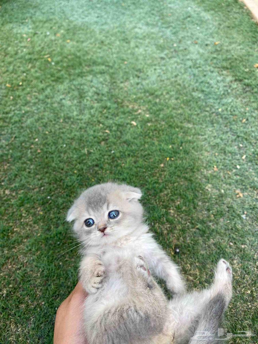 سكوتش مطعمين عروض اليوم الوطني للبيع ولايوجد تبني64617138044163112