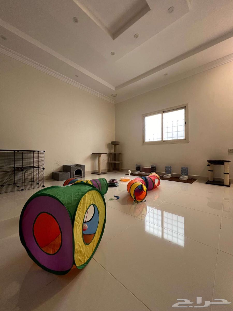 فندقة قطط الظهران الدمام الخبر64625343995393114