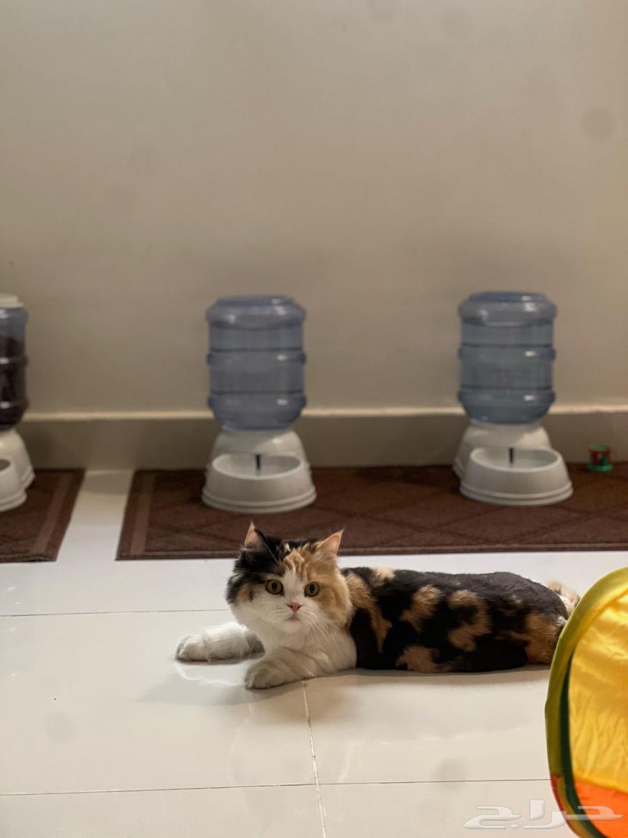 فندقة قطط الظهران الدمام الخبر64625343995393111