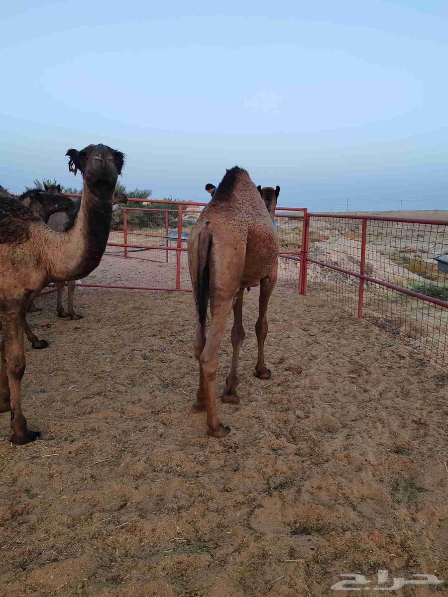 Qa3adan Mafarid64622688014595111