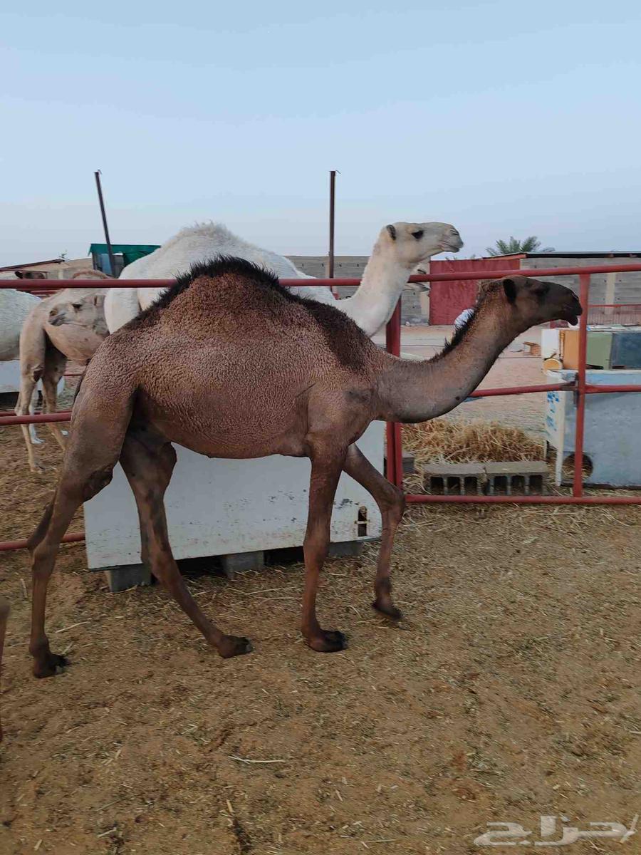 Qa3adan Mafarid64622688014595113